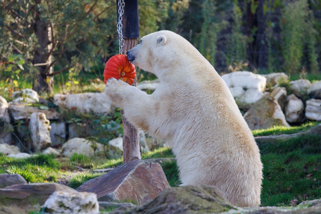 PAIRI DAIZA PARTEZ EN VOYAGE DANS LE MONDE
