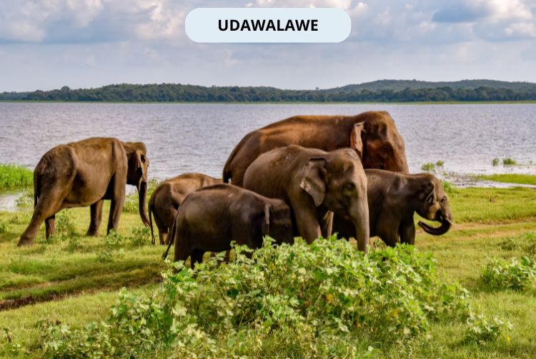 À LA RENCONTRE DU SRI LANKA