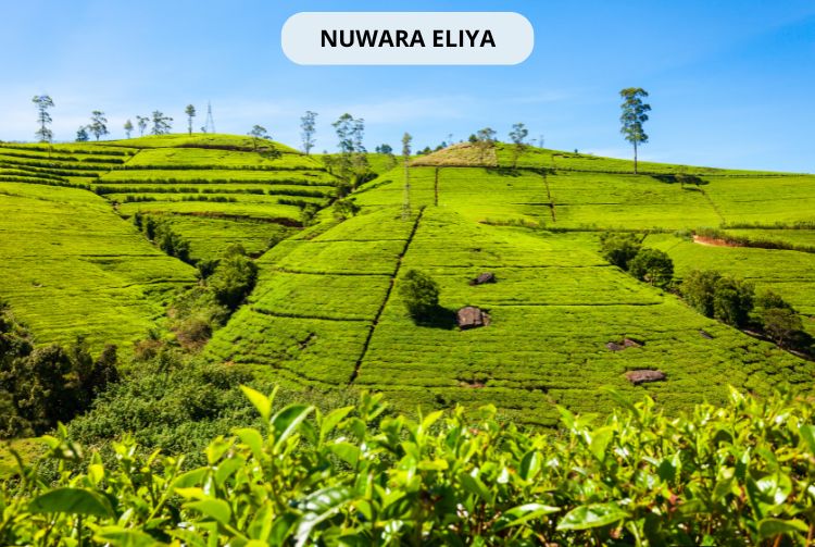 À LA RENCONTRE DU SRI LANKA