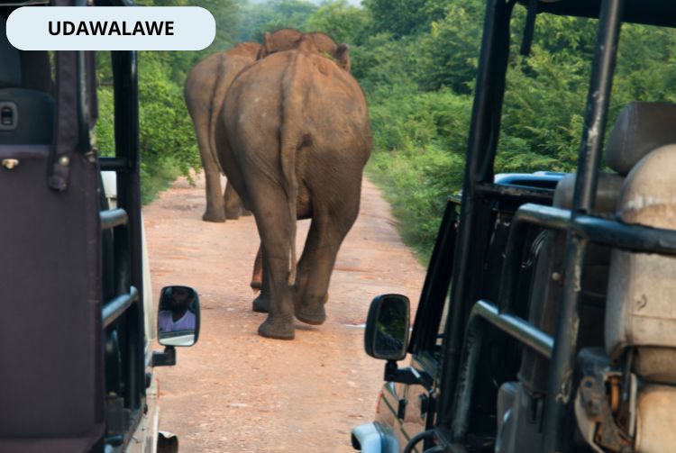 À LA RENCONTRE DU SRI LANKA