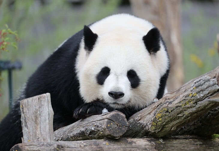 WEEK END AU ZOO DE BEAUVAL 