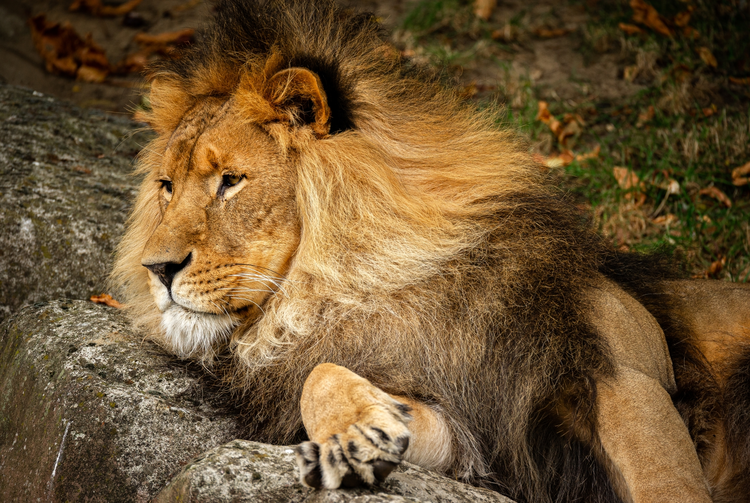 LE ZOO D’ANVERS