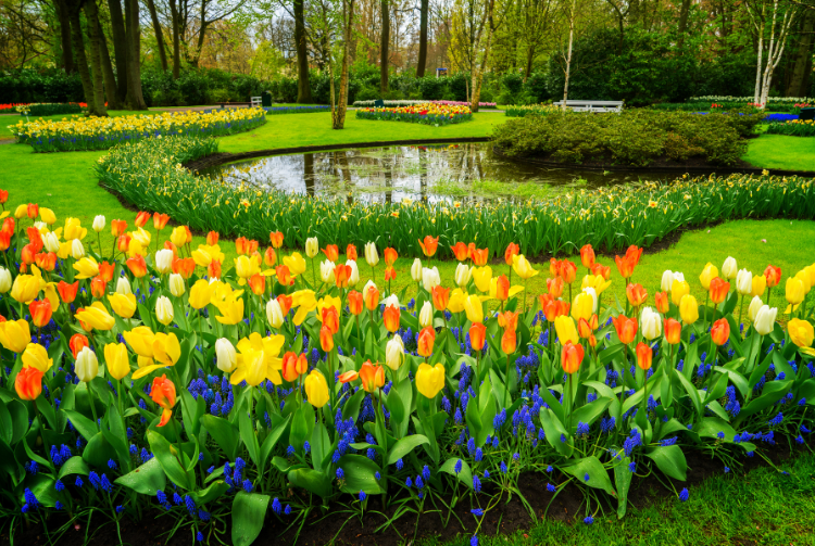 KEUKENHOF CORSO FLEURI