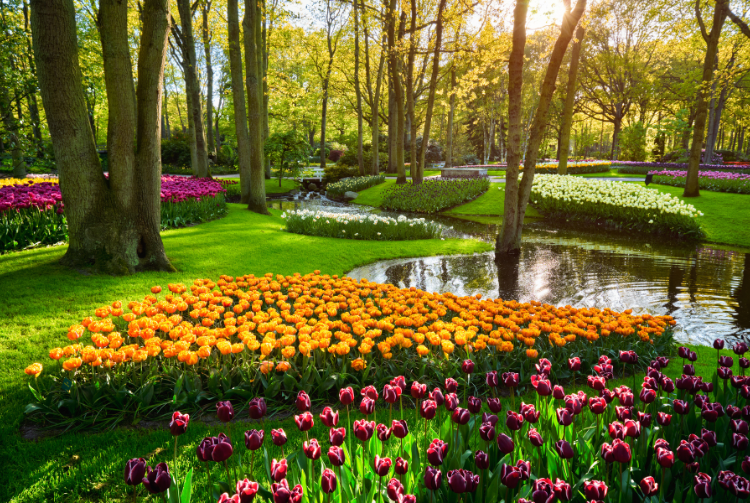KEUKENHOF CORSO FLEURI