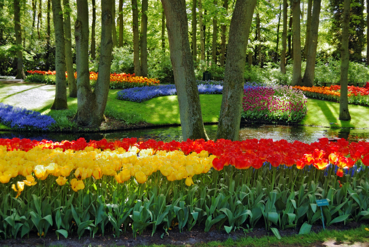 KEUKENHOF CORSO FLEURI