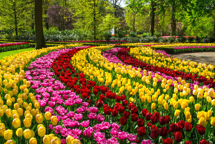 KEUKENHOF CORSO FLEURI