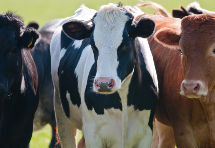 PARIS - SALON DE L'AGRICULTURE