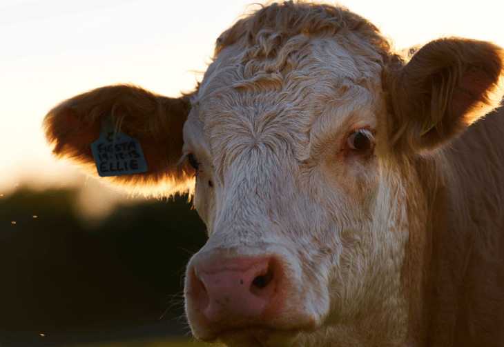 PARIS - SALON DE L'AGRICULTURE