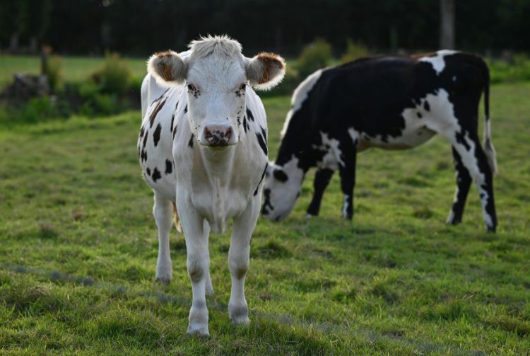 PARIS - SALON DE L'AGRICULTURE
