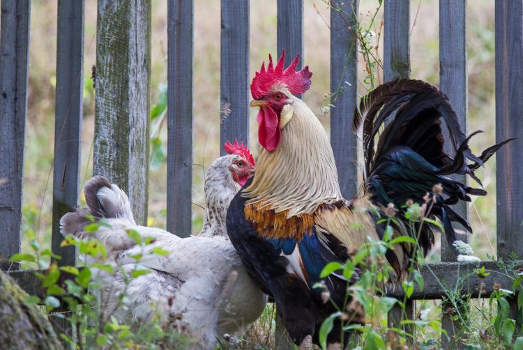 PARIS - SALON DE L'AGRICULTURE