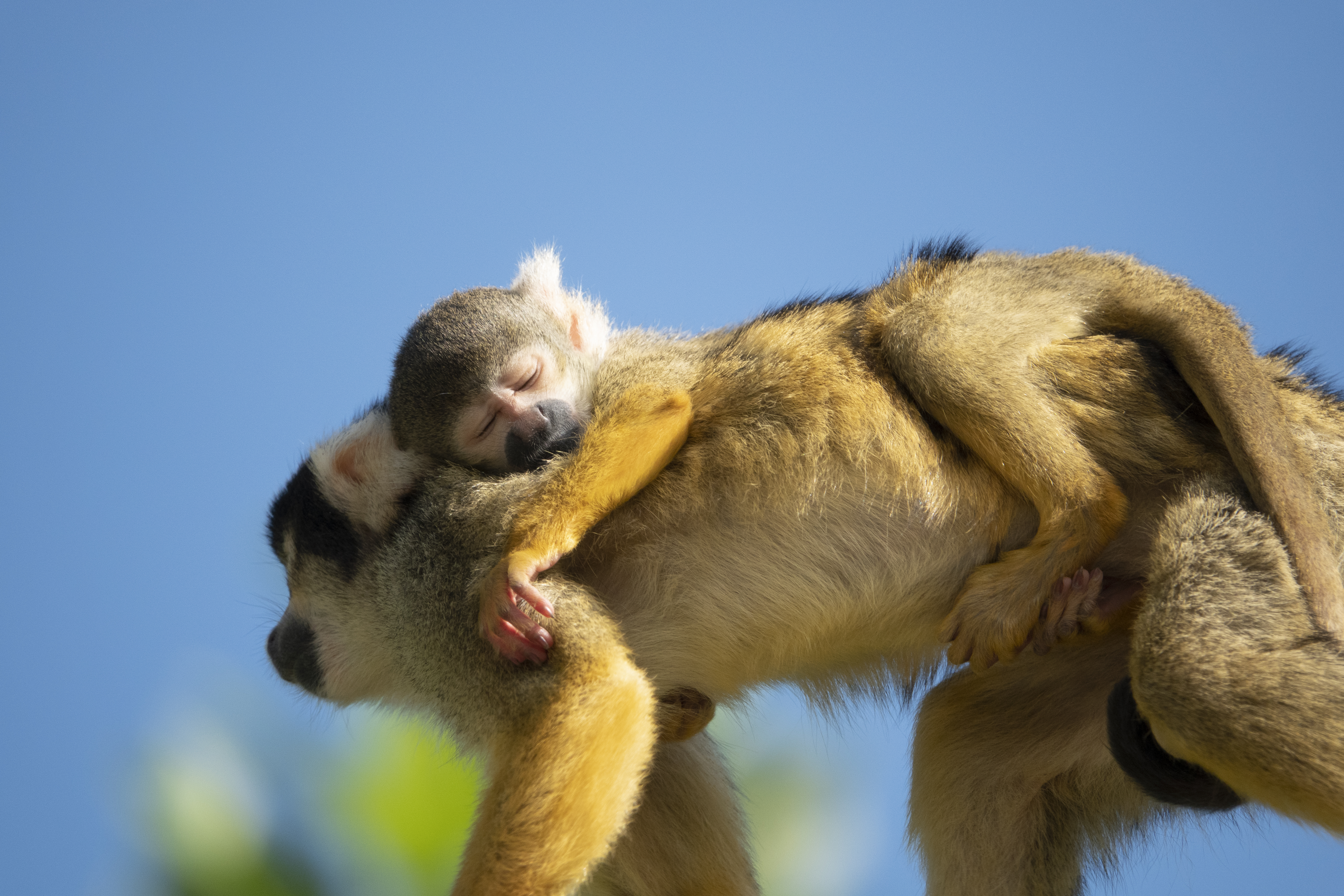 PAIRI DAIZA, LES ESTIVALES