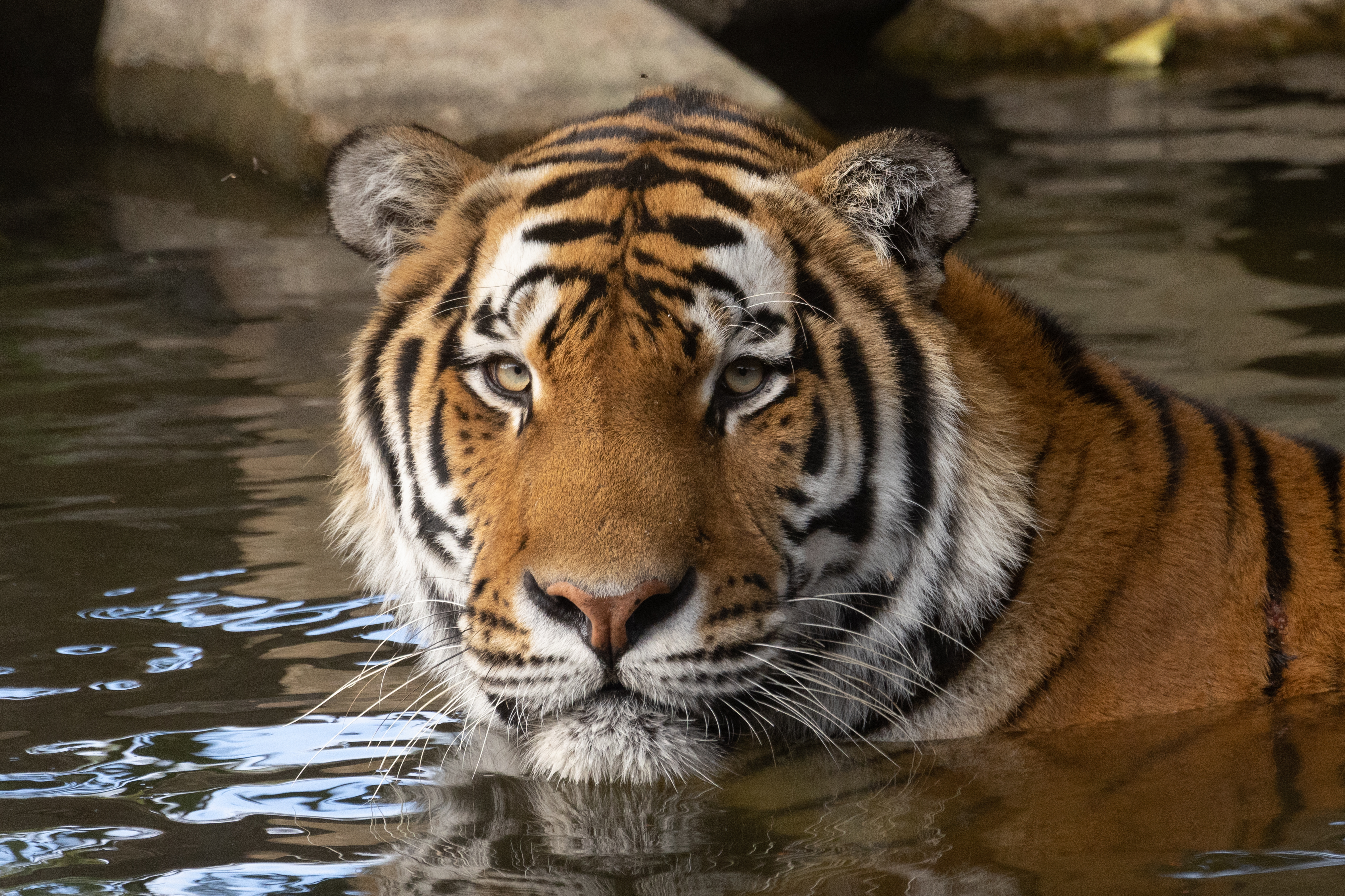 PAIRI DAIZA, LES ESTIVALES