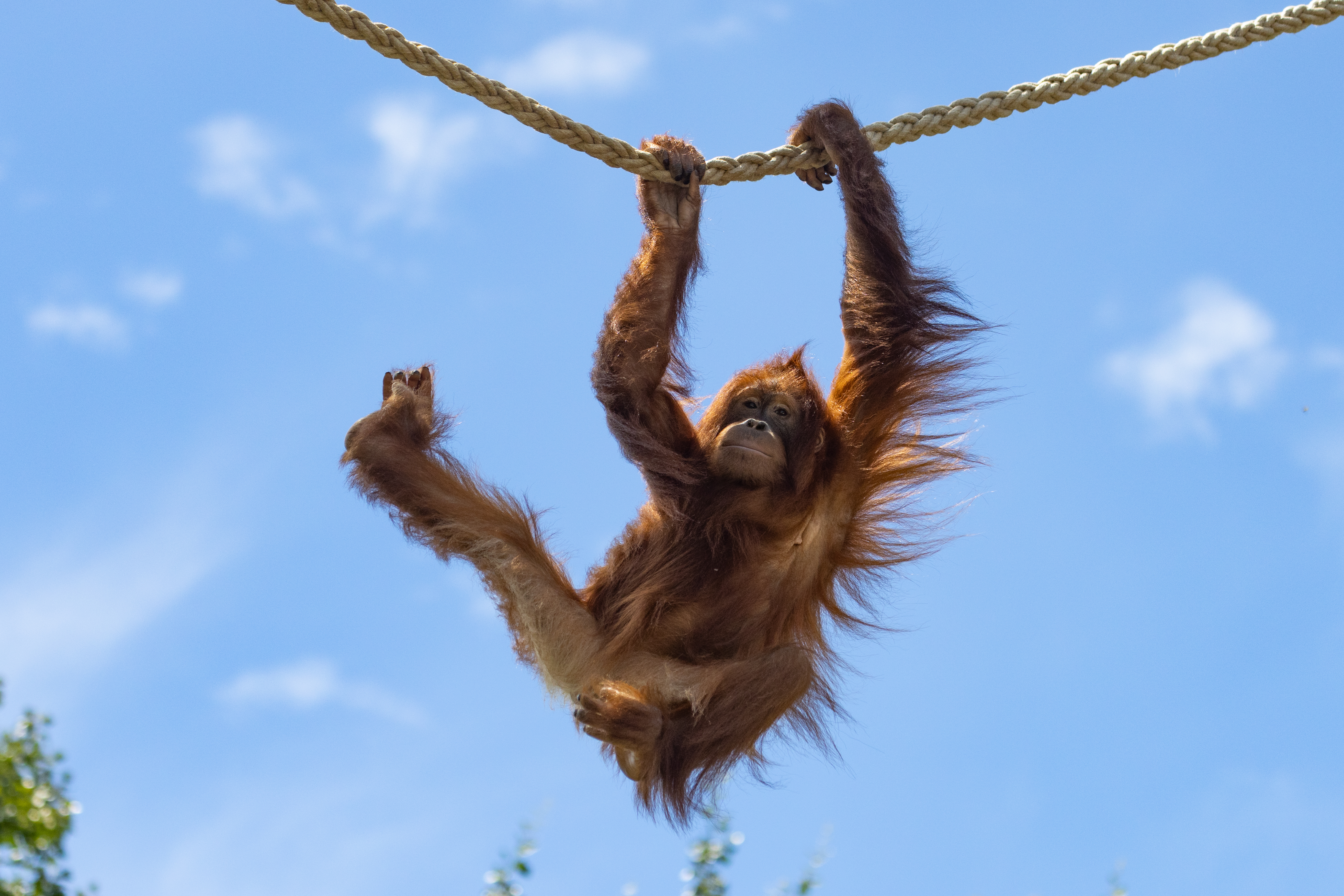 PAIRI DAIZA, LES ESTIVALES