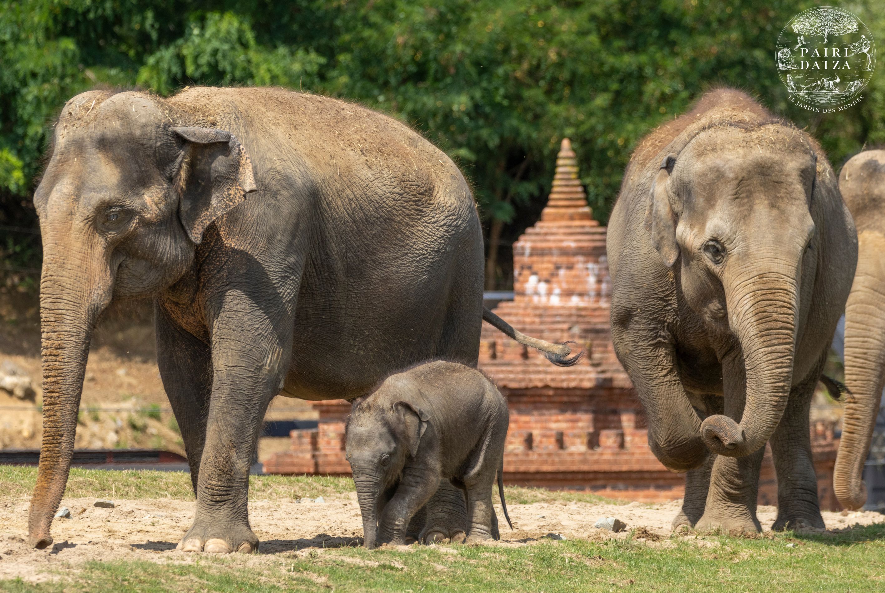 PAIRI DAIZA AUX COULEURS DU PRINTEMPS