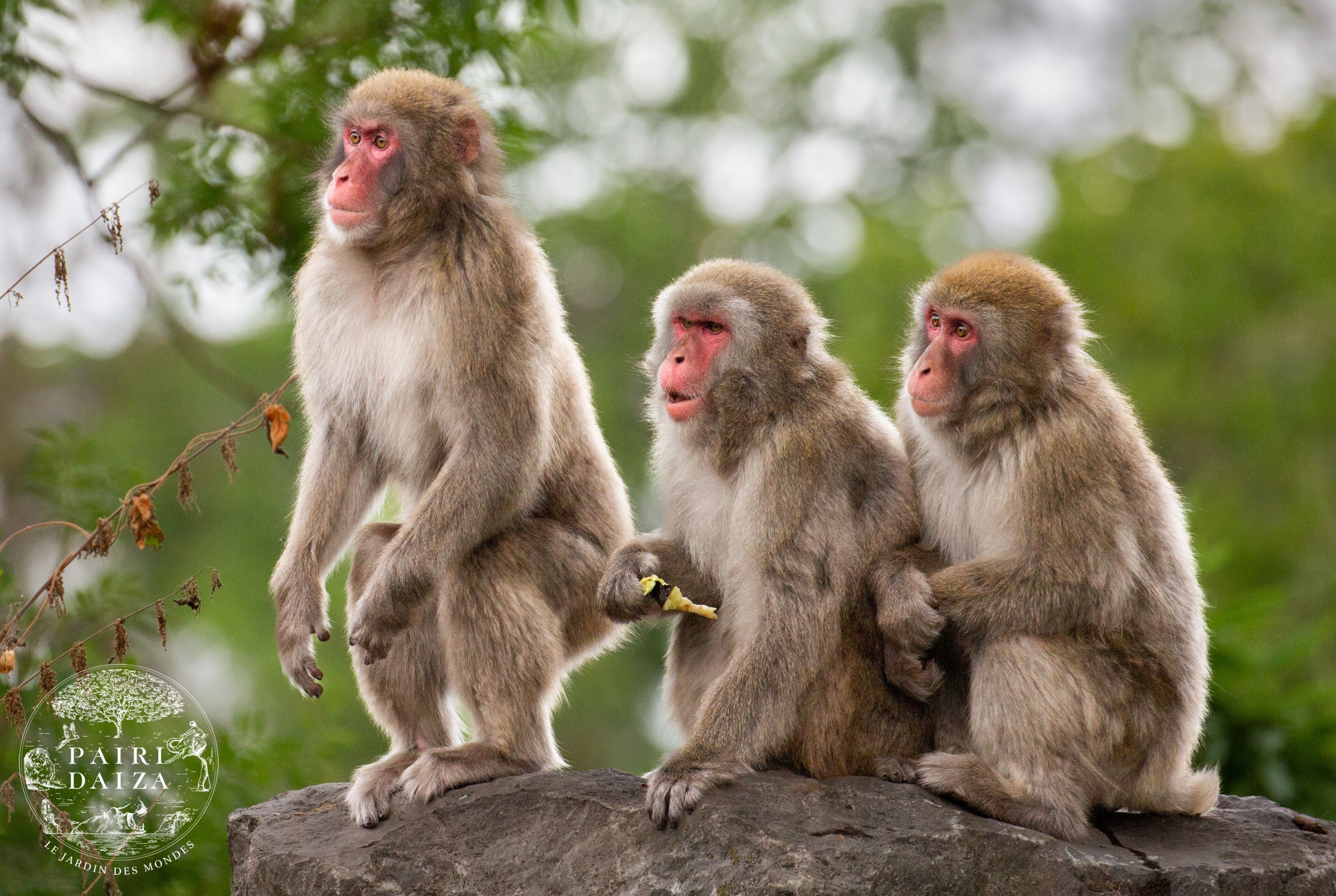 PAIRI DAIZA AUX COULEURS DU PRINTEMPS