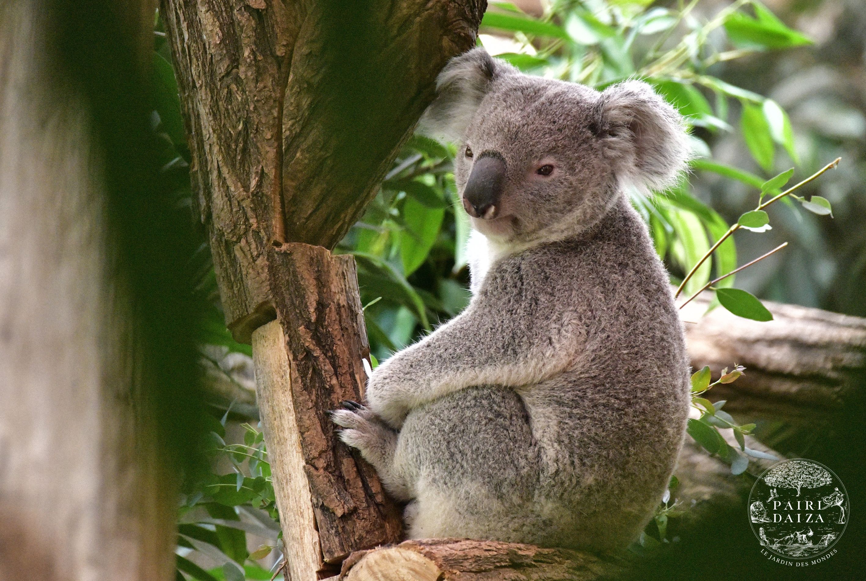 PAIRI DAIZA AUX COULEURS DU PRINTEMPS