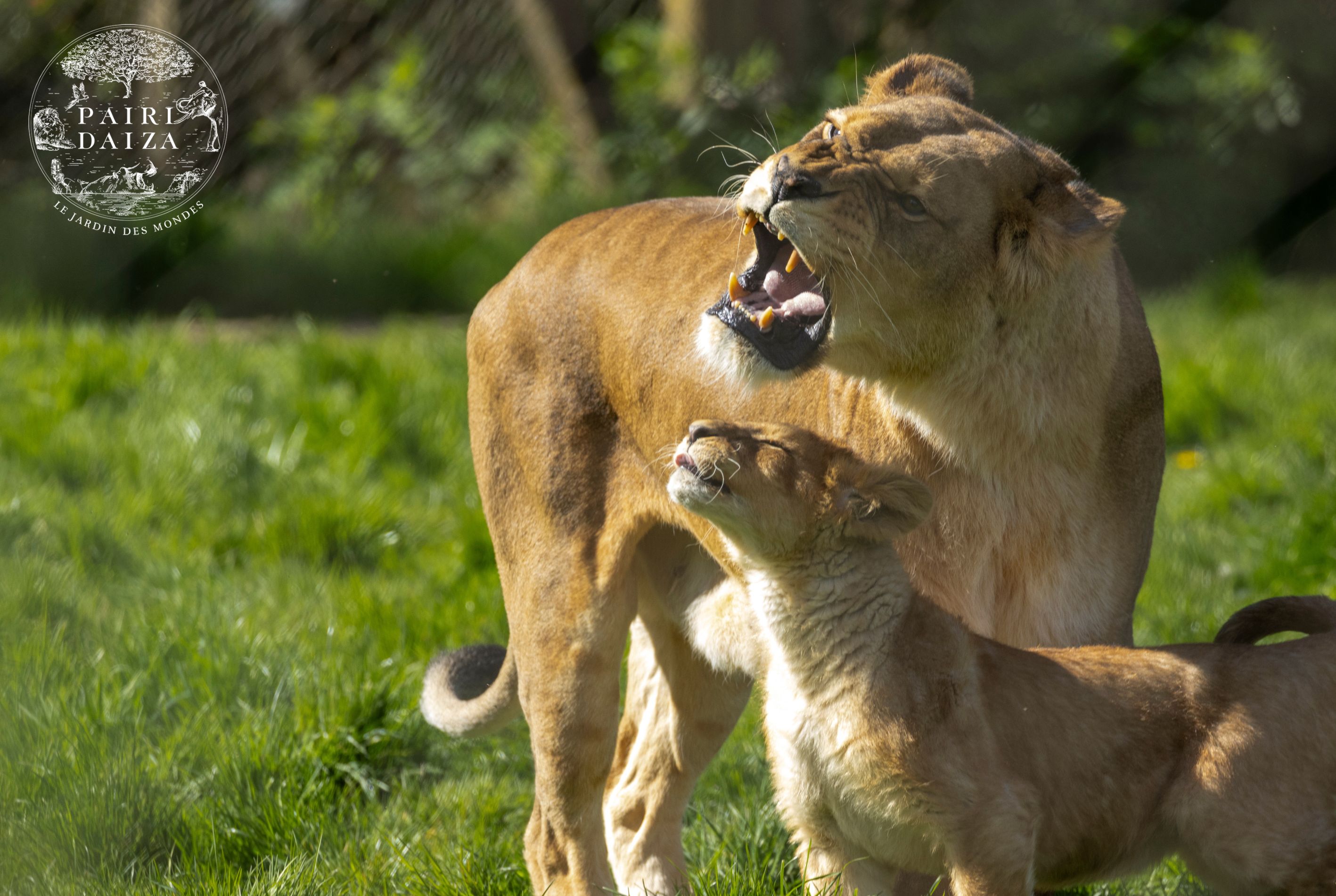 PAIRI DAIZA AUX COULEURS DU PRINTEMPS