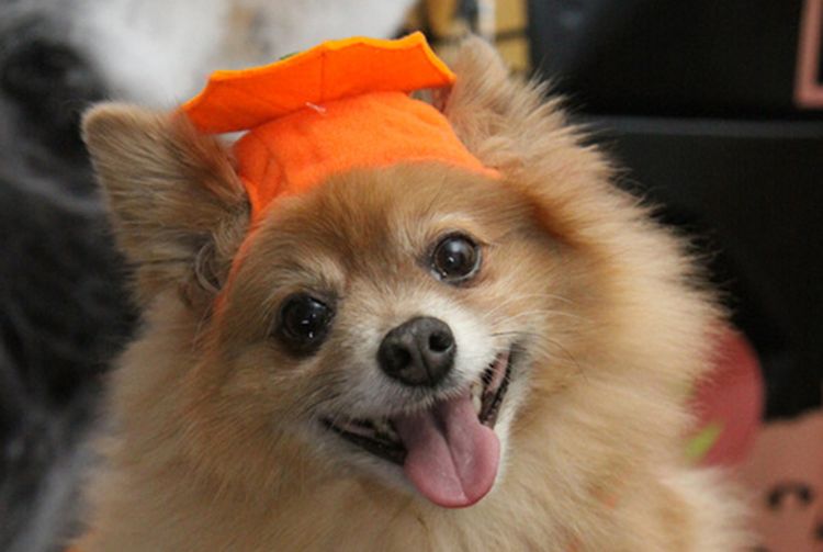 AMSTERDAM FÊTE DU ROI