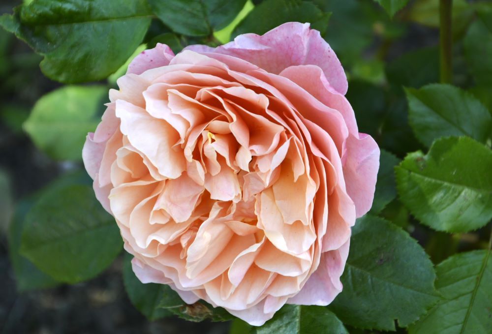 LA FETE DE LA ROSE A GERBEROY