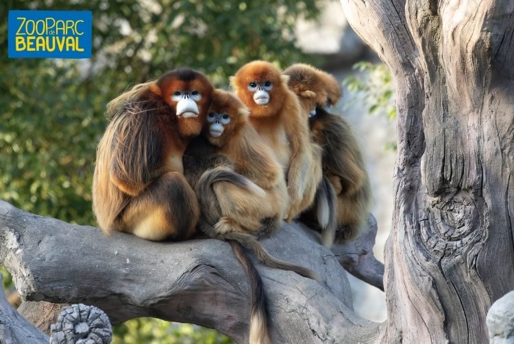 WEEK-END AU ZOOPARC DE BEAUVAL   
