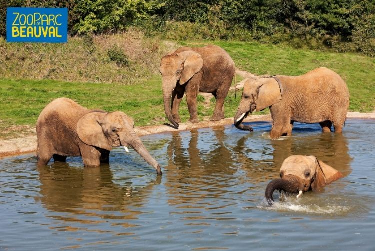 WEEK-END AU ZOOPARC DE BEAUVAL   