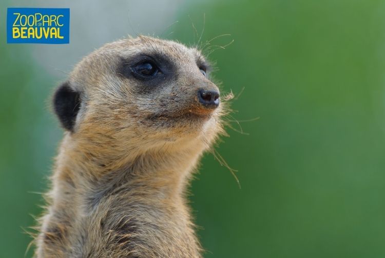 WEEK-END AU ZOOPARC DE BEAUVAL   