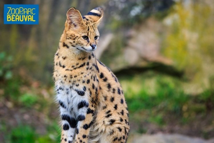 WEEK-END AU ZOOPARC DE BEAUVAL   