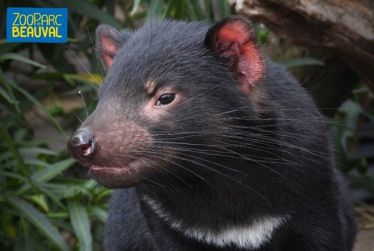 WEEK-END AU ZOOPARC DE BEAUVAL   
