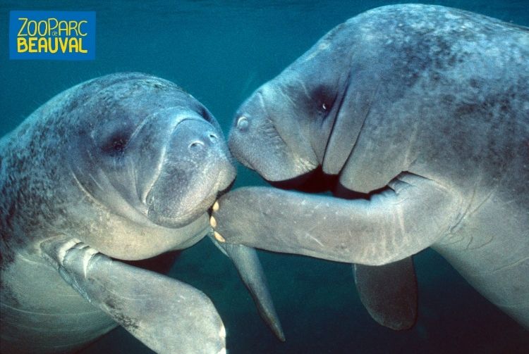 WEEK-END AU ZOOPARC DE BEAUVAL   