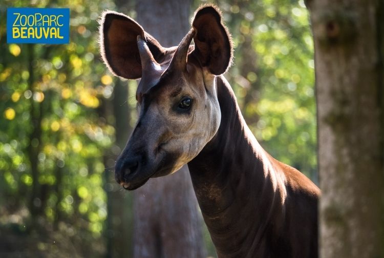 WEEK-END AU ZOOPARC DE BEAUVAL   