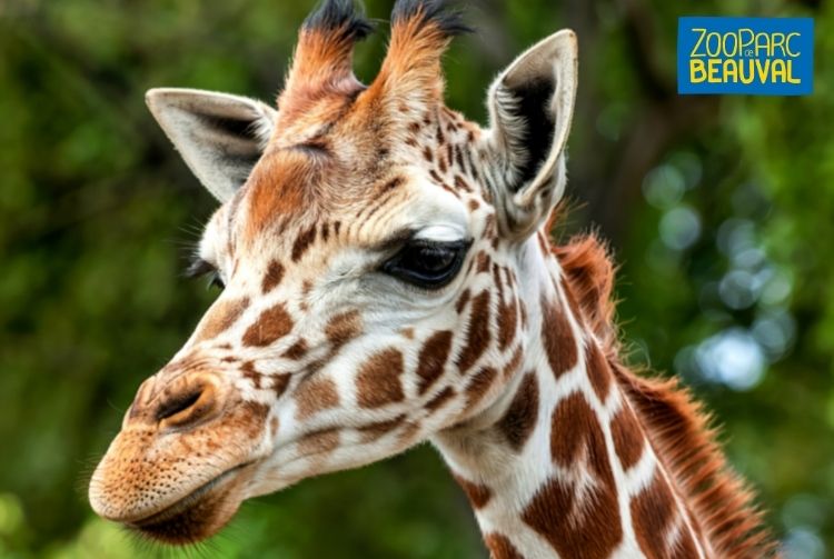 WEEK-END AU ZOOPARC DE BEAUVAL   