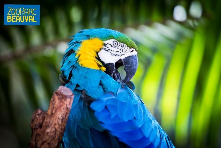 WEEK-END AU ZOOPARC DE BEAUVAL   