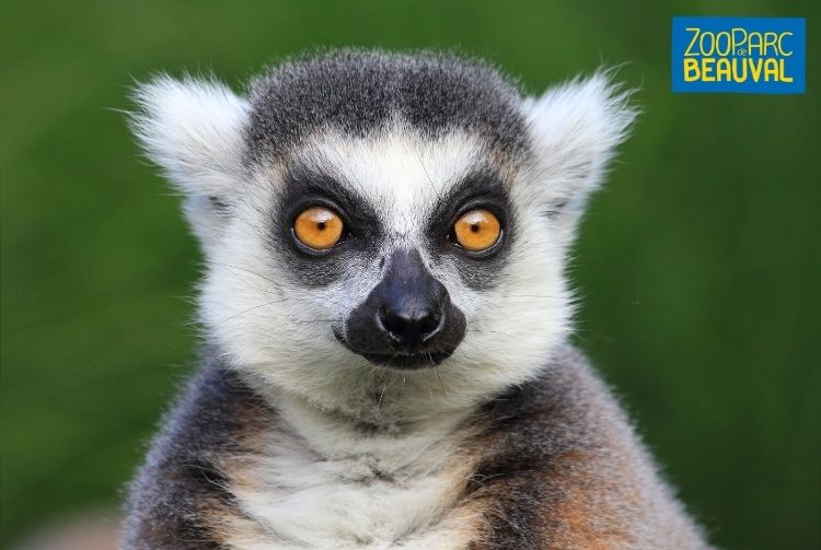 WEEK-END AU ZOOPARC DE BEAUVAL   