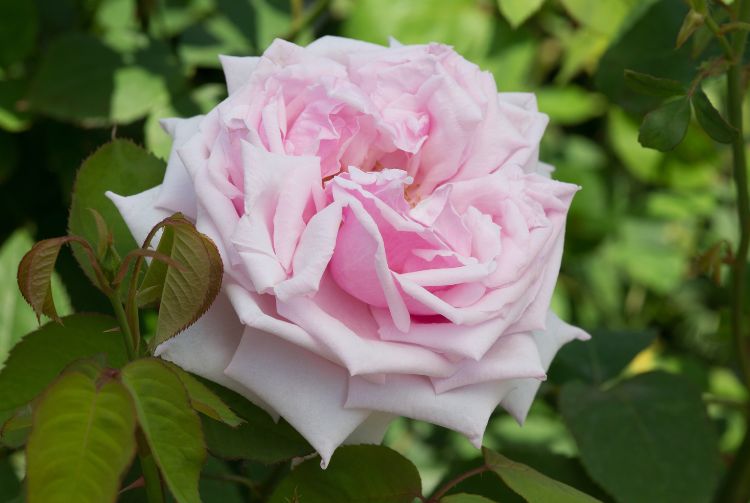 FÊTE DE LA ROSE À GERBEROY