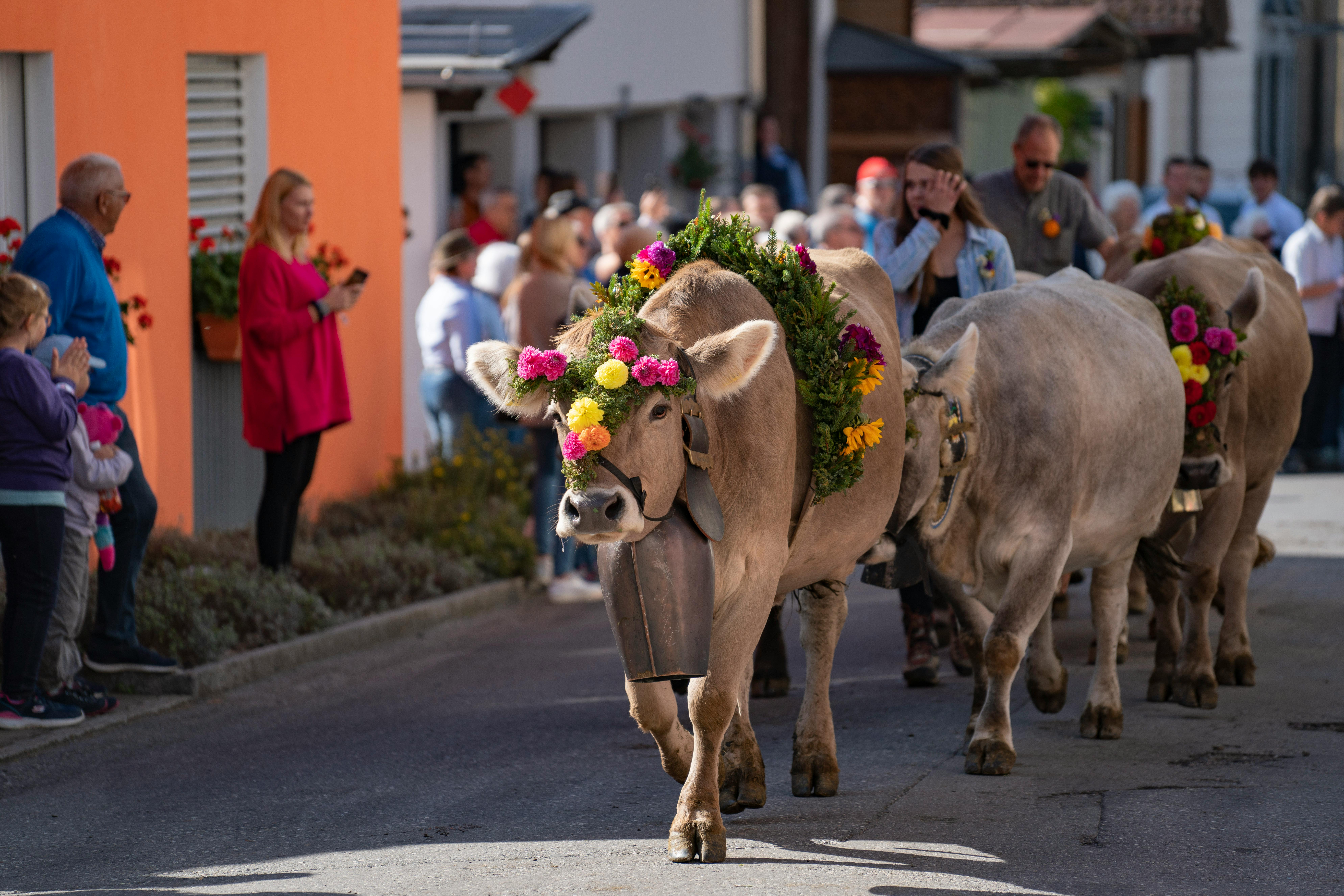 TYROL & TRANSHUMANCE EN AUTRICHE