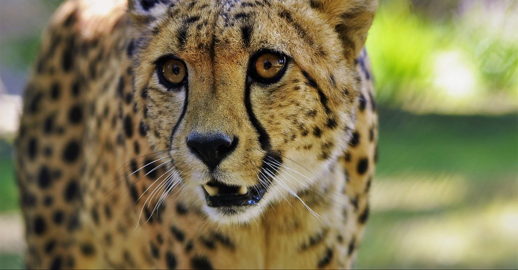 SAFARI DE THOIRY : l'Afrique aux portes de Paris !