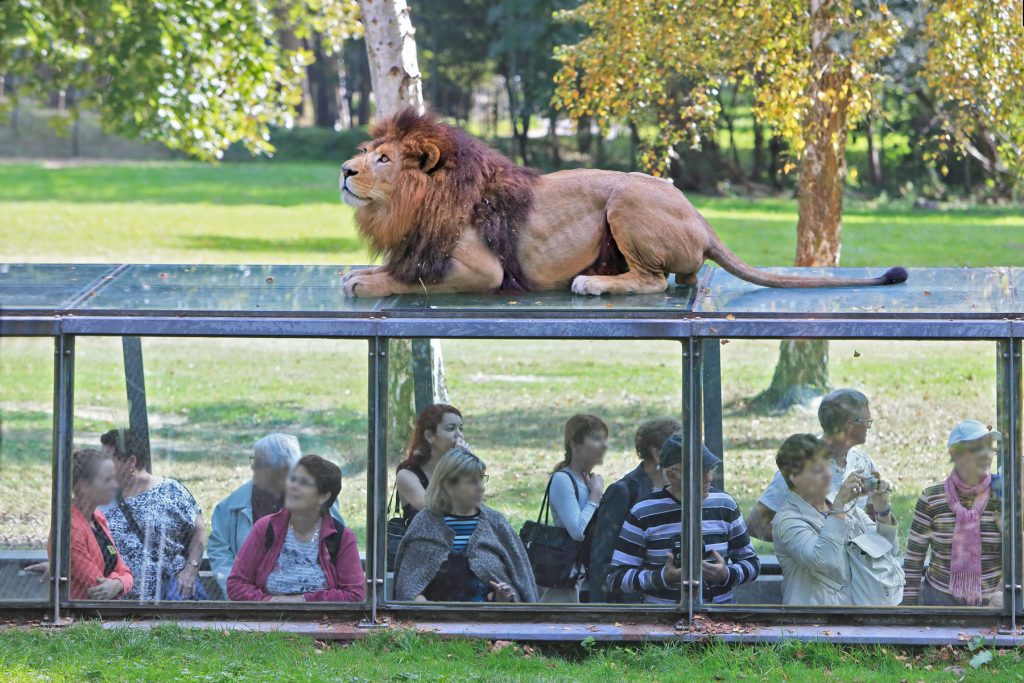 SAFARI DE THOIRY : l'Afrique aux portes de Paris !