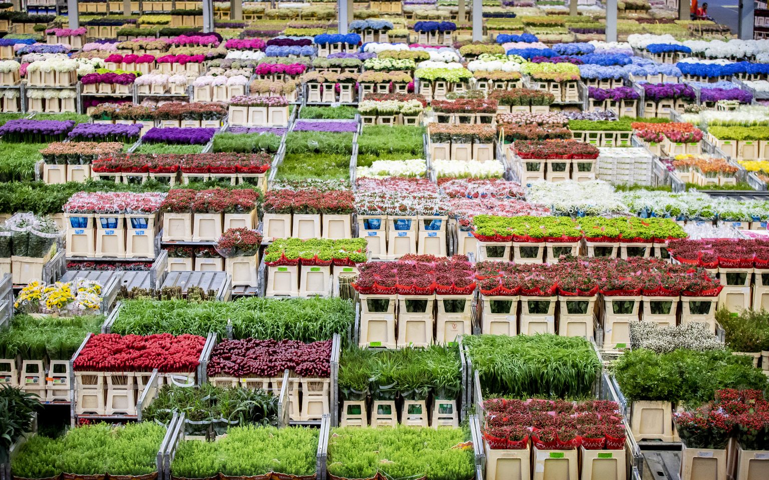 L’ODYSSEE FLORALE D’AALSMEER A KEUKENHOF