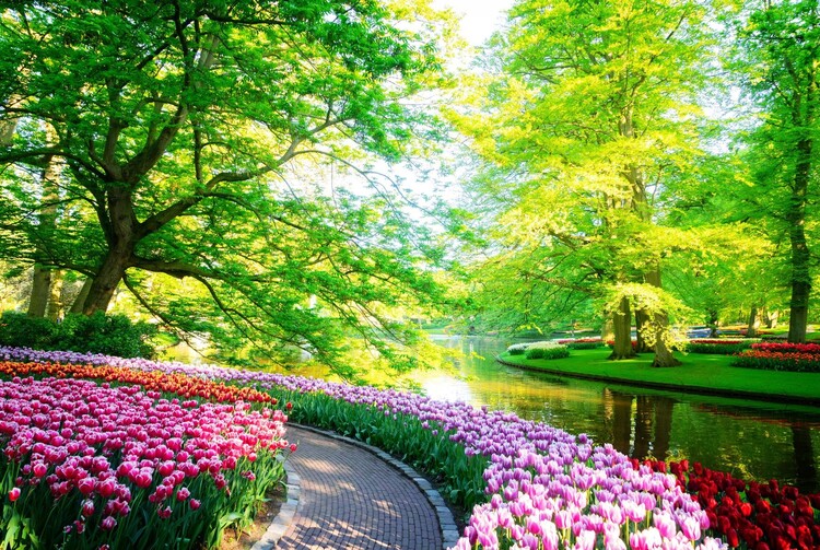 L’ODYSSEE FLORALE D’AALSMEER A KEUKENHOF